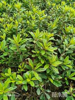 高度25厘米毛鹃