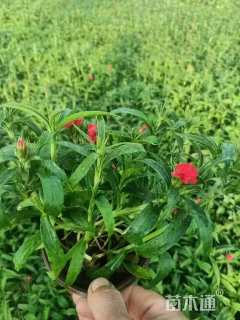 高度30厘米常夏石竹