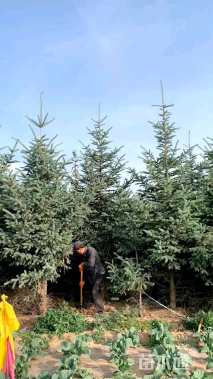 高度330厘米青海云杉