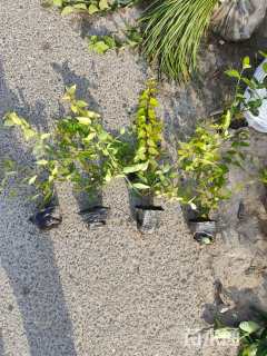 高度30厘米六道木