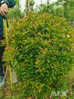 冠幅100厘米红叶石楠球