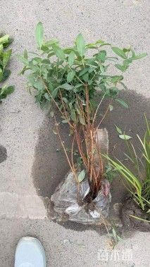 高度30厘米金丝桃小苗