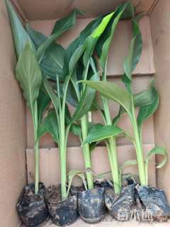 高度25厘米水生美人蕉