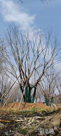 100公分丛生朴树