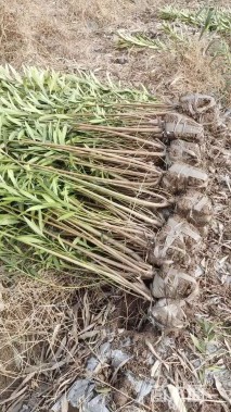 高度80厘米夹竹桃