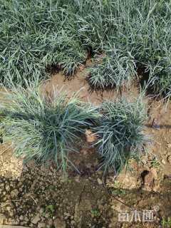 高度15厘米常夏石竹