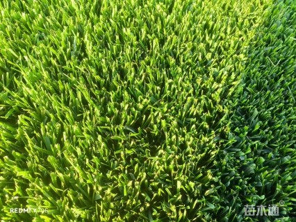 黑麦草
