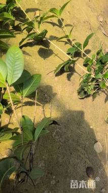 高度50厘米四季桂小苗