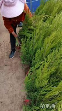 高度300厘米柏树