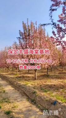 13公分丰盛海棠