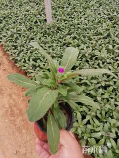 高度20厘米千日红