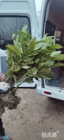 高度25厘米洒金珊瑚