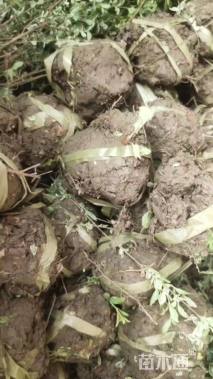 高度35厘米龟甲冬青