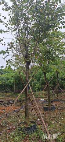 高度400厘米紫荆