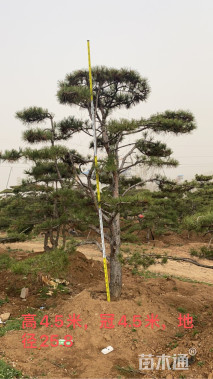 20公分造型油松