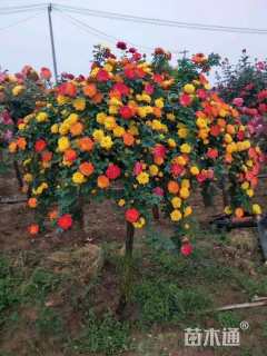 高度1.5厘米月季