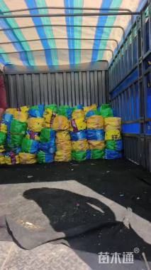 高度10厘米金光菊