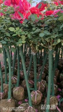 高度200厘米月季