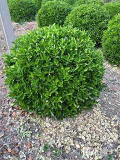 冠幅250厘米大叶黄杨球