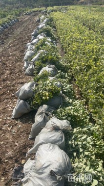 高度45厘米金叶女贞