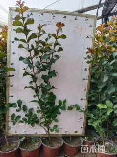 高度50厘米天鹅绒紫薇