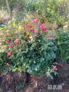 高度35厘米丰花月季