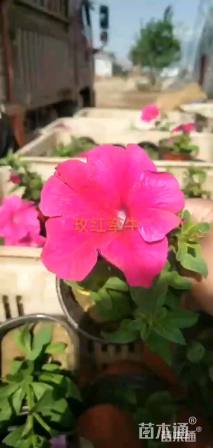 高度20厘米牵牛