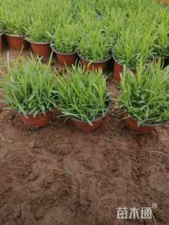 高度14厘米常夏石竹