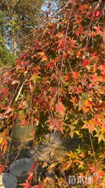 高度150厘米羽毛枫