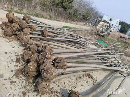 6公分栾树