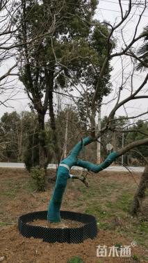 60公分(3杆)丛生乌桕