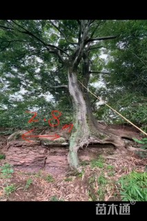 80公分朴树