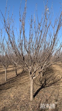 12公分日本晚樱
