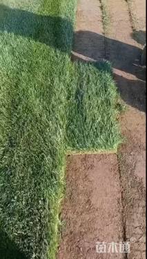草皮