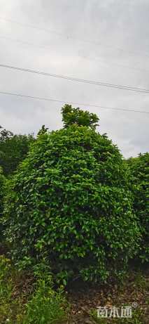 高度500厘米丛生桂花