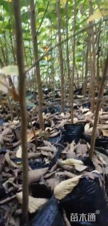 高度40厘米榉树小苗