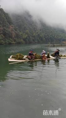高度70厘米马来眼子菜