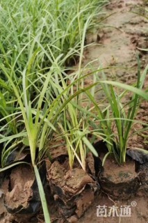 高度10厘米细叶麦冬草