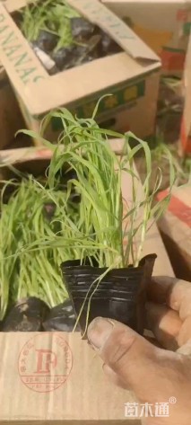 高度30厘米兔尾草