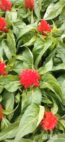 高度30厘米鸡冠花