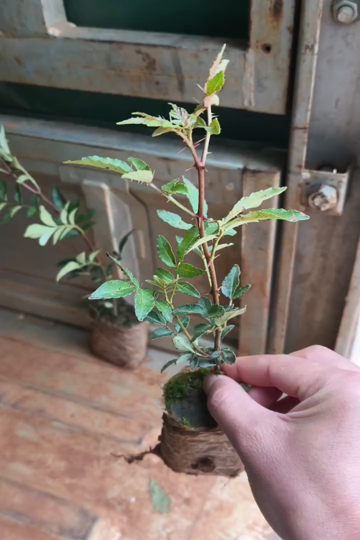 高度20厘米花椒