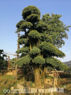 40公分造型杜英