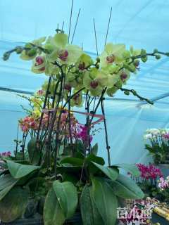 高度30厘米蝴蝶兰