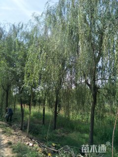 20公分青皮垂柳