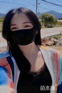 高度25厘米杜鹃