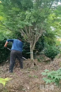 10公分鸡爪槭