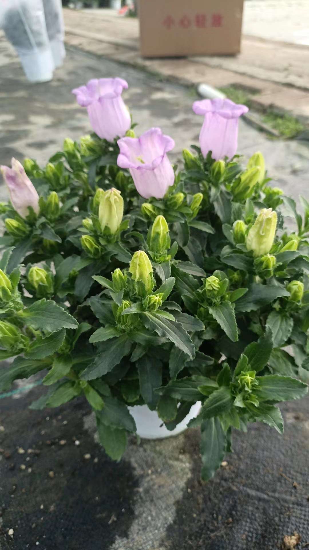 高度30厘米风铃草