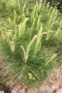 高度70厘米湿地松小苗