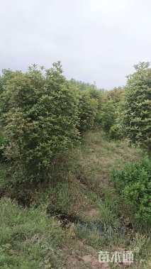 高度180厘米丛生桂花