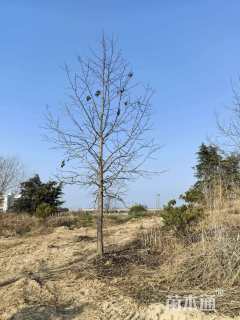 14公分北美枫香